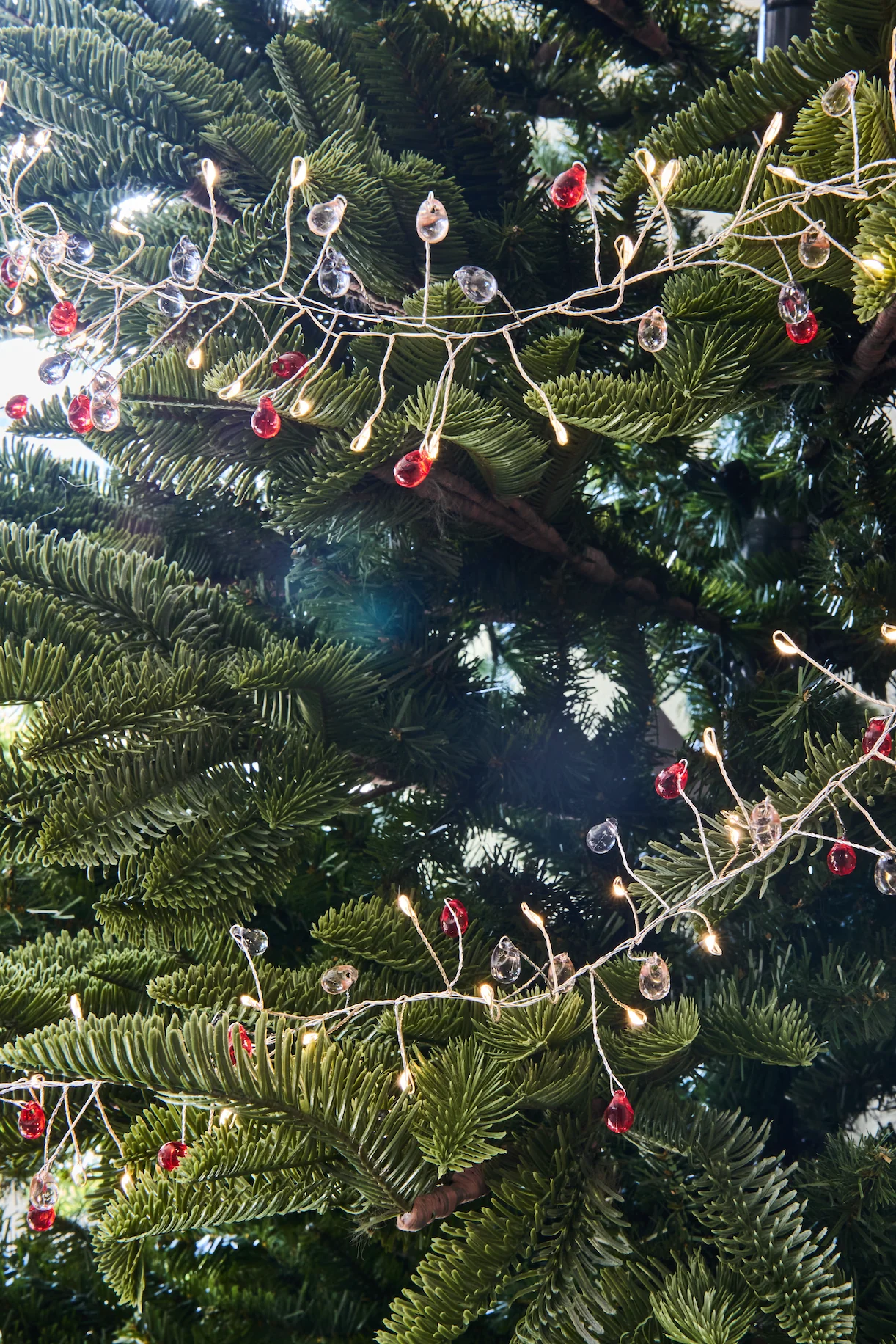 Cabana Cluster Fairy Lights (Mains Powered) - Image 4