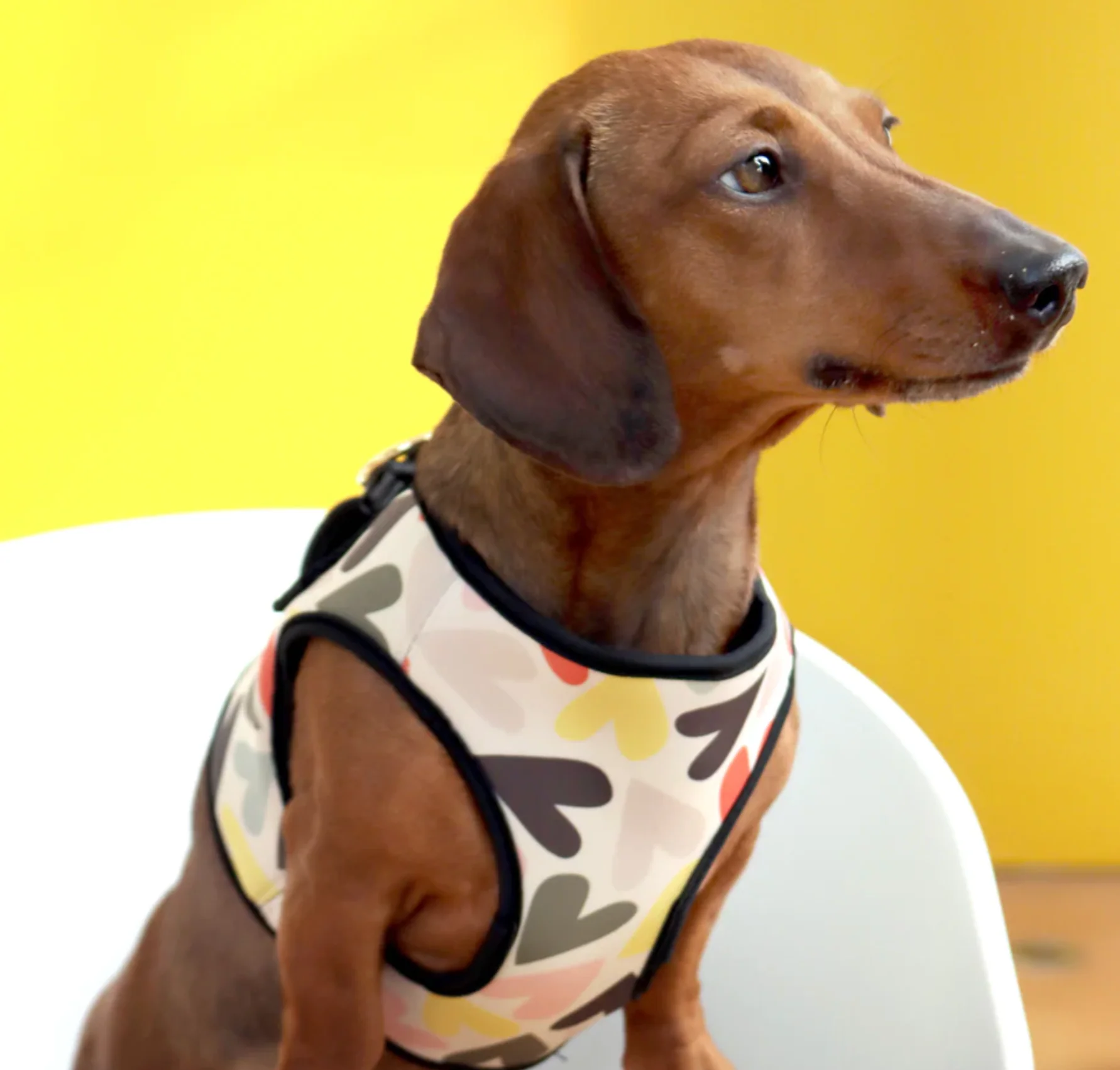 Caroline Gardner Dog Harness, Hearts - Image 4