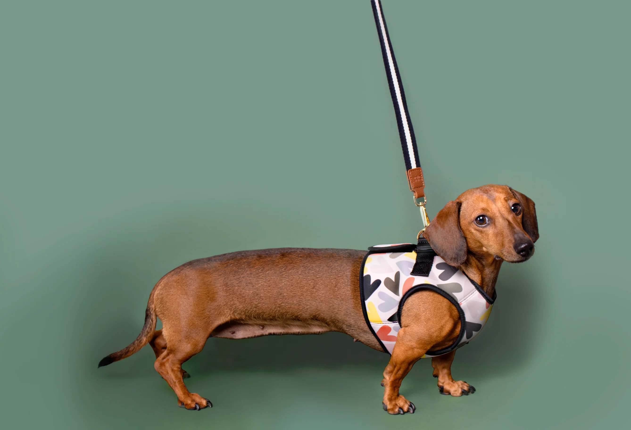 Caroline Gardner Dog Harness, Hearts - Image 7