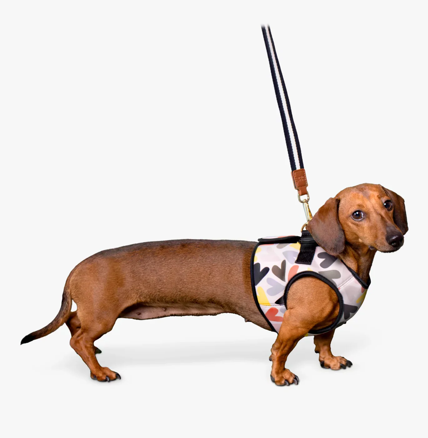 Caroline Gardner Dog Harness, Hearts - Image 9
