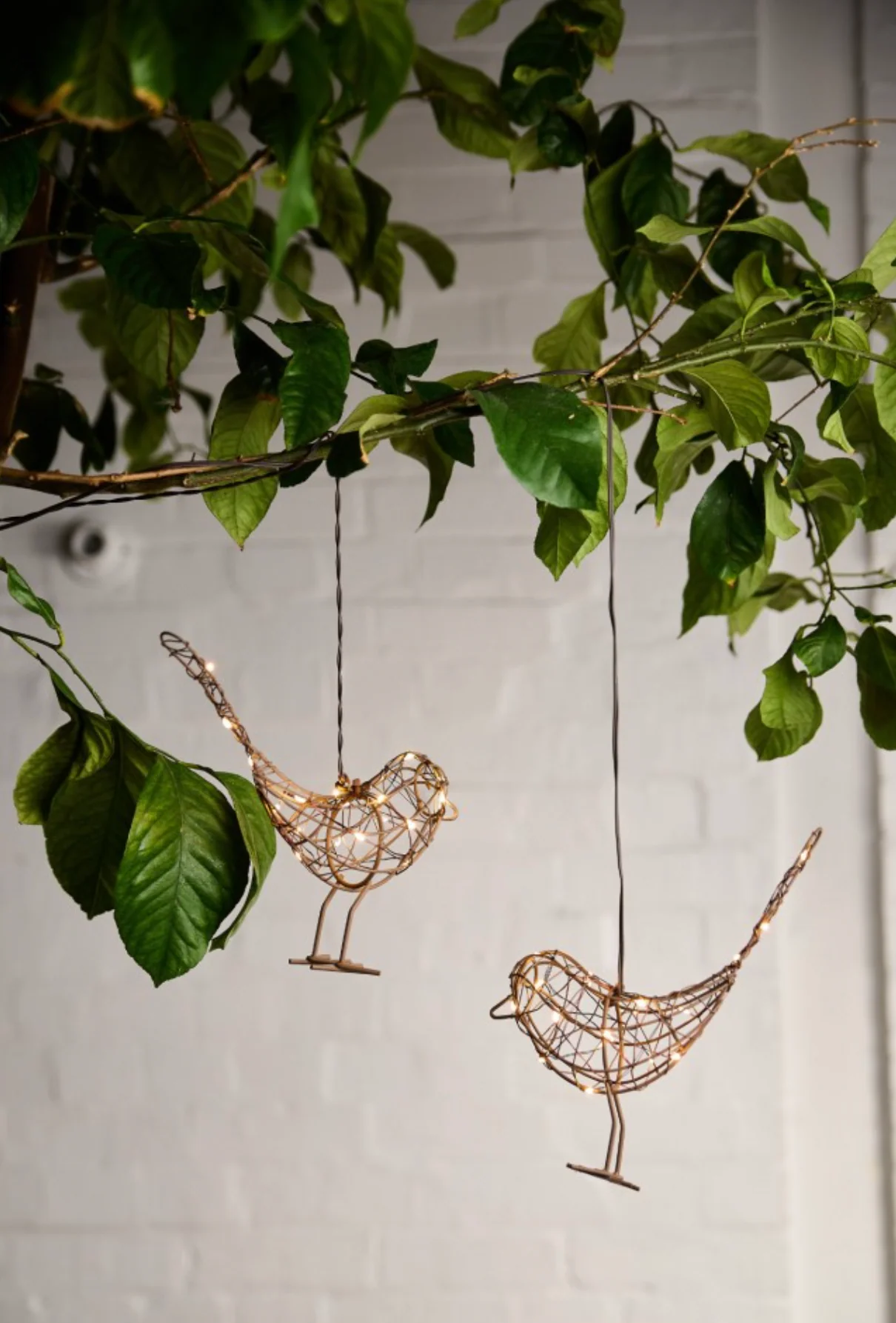 Hanging Robin  LED Fairy Light (Battery Powered) - Image 7