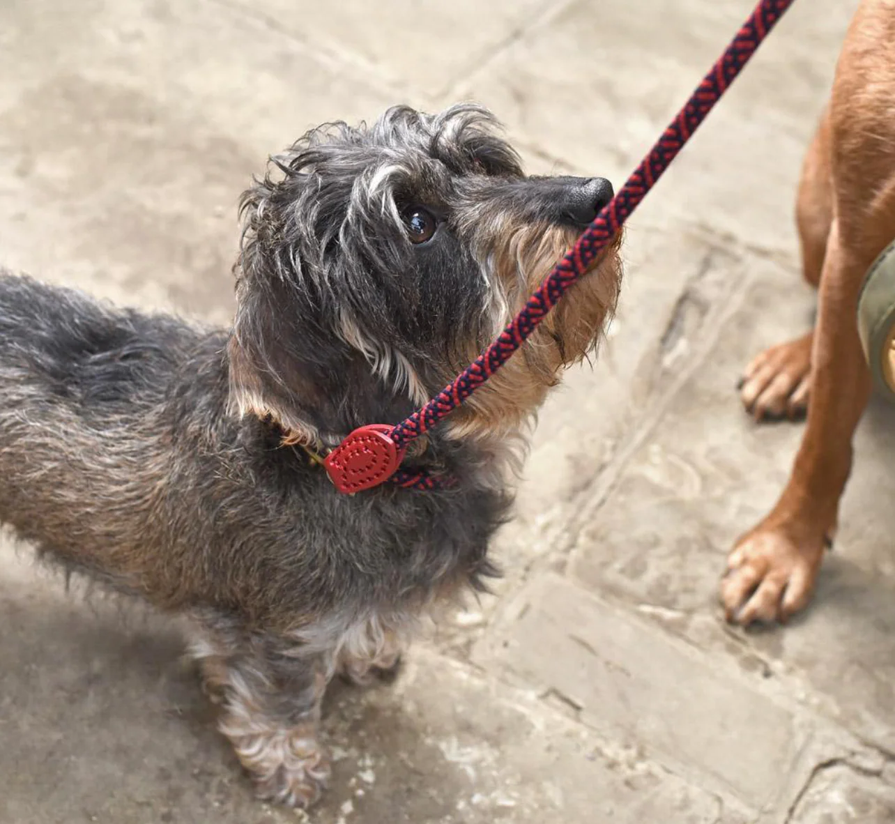Sophie Allport Rope Dog Collar, Red - Image 3