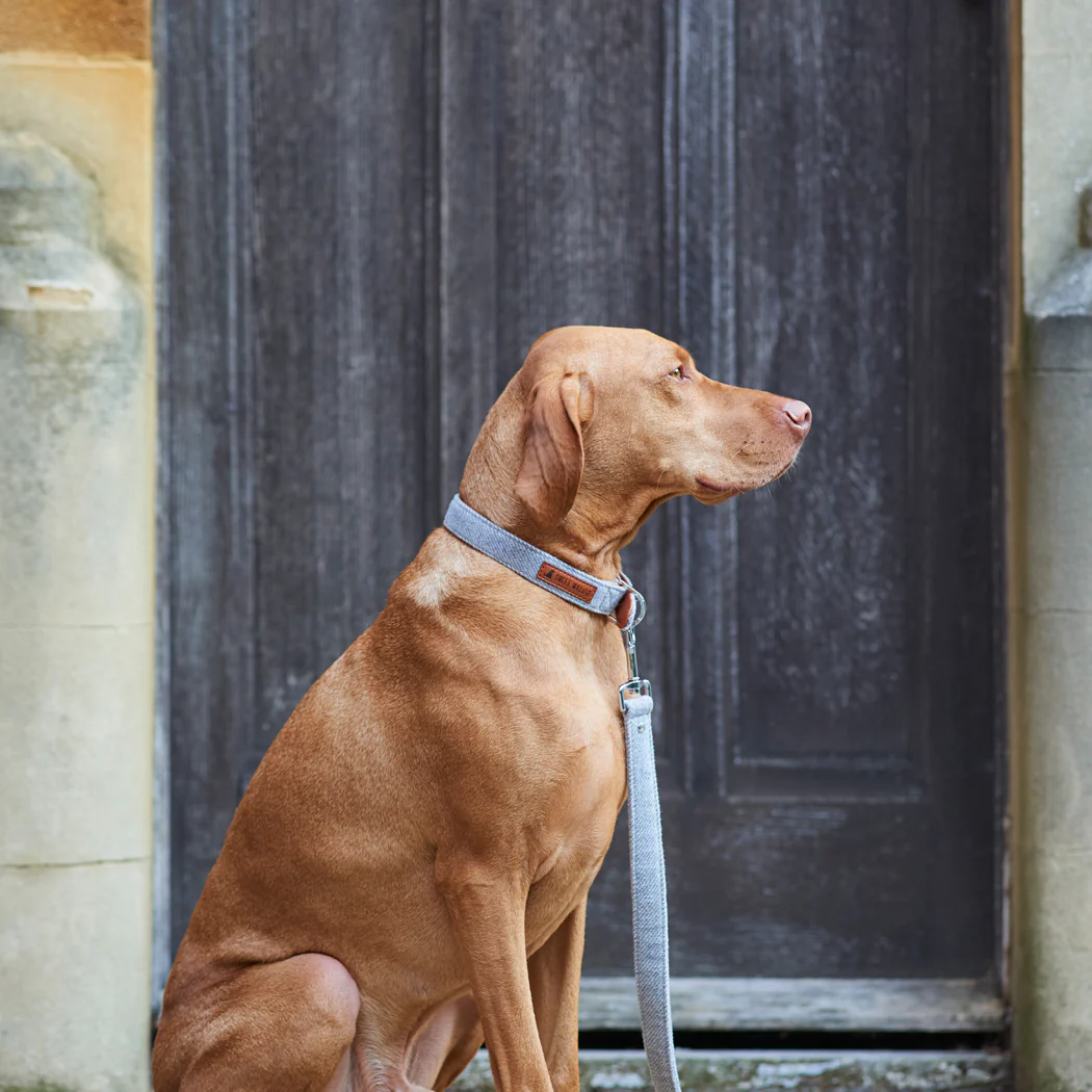 Sweet William Tweed Dog Collar, Grey - Image 8
