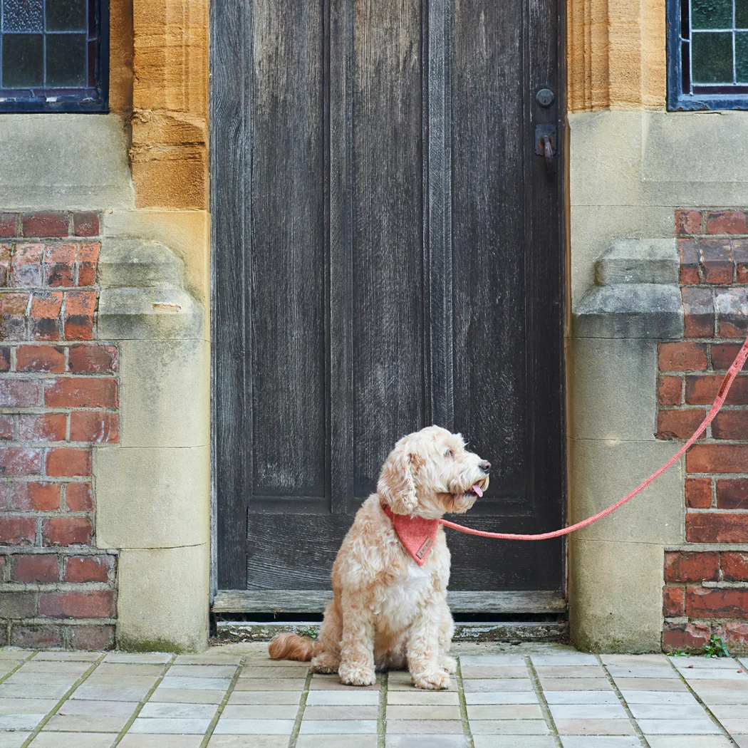 Sweet William Tweed Dog Lead, Orange - Image 6