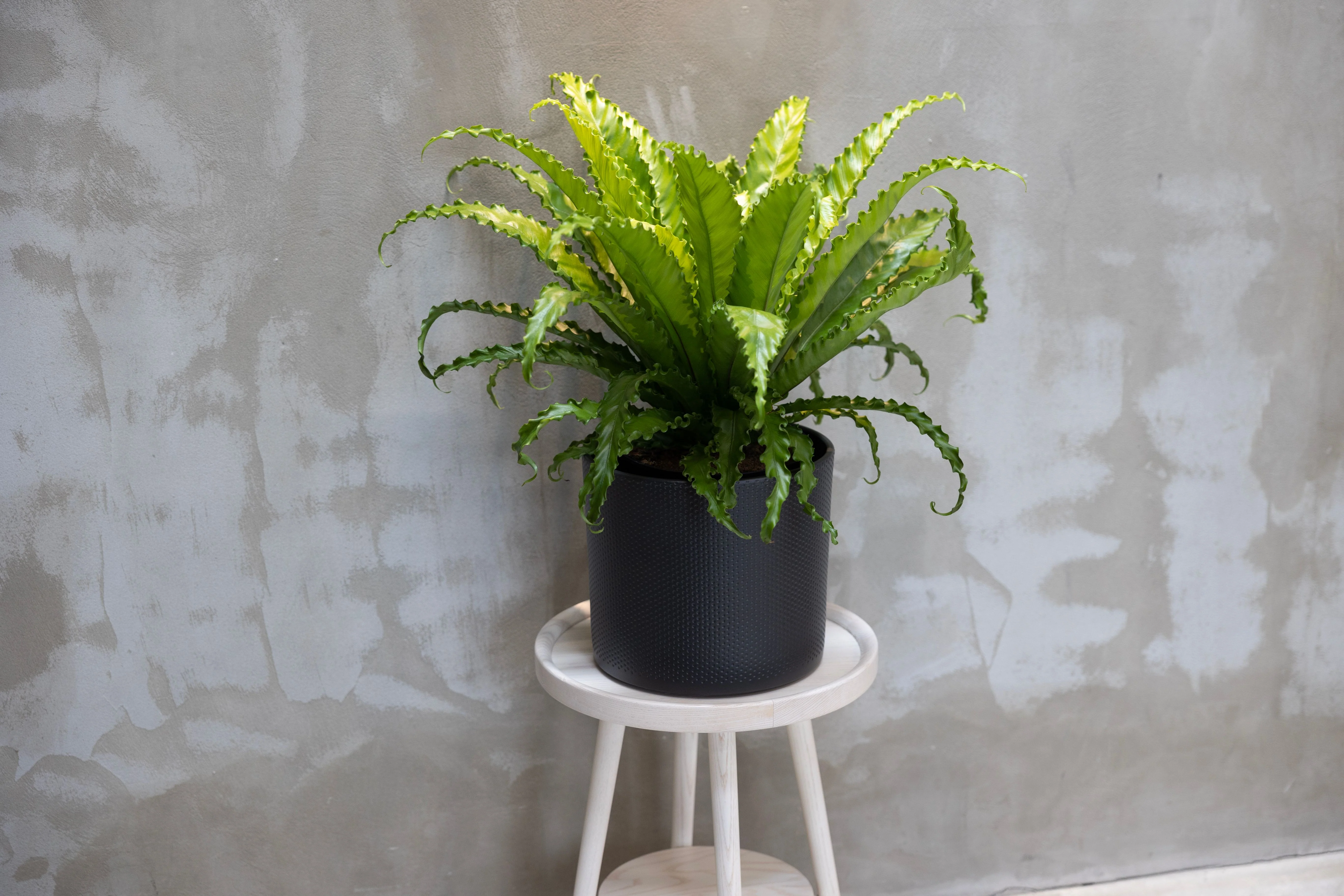 Turin Ceramic Plant Pot, Dark Grey - Image 2