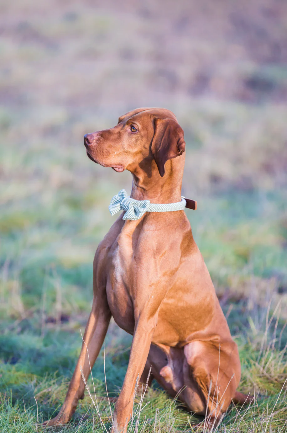 Tweedmill Rolled Tweed Dog Bow Tie, Silver Grey - Image 7