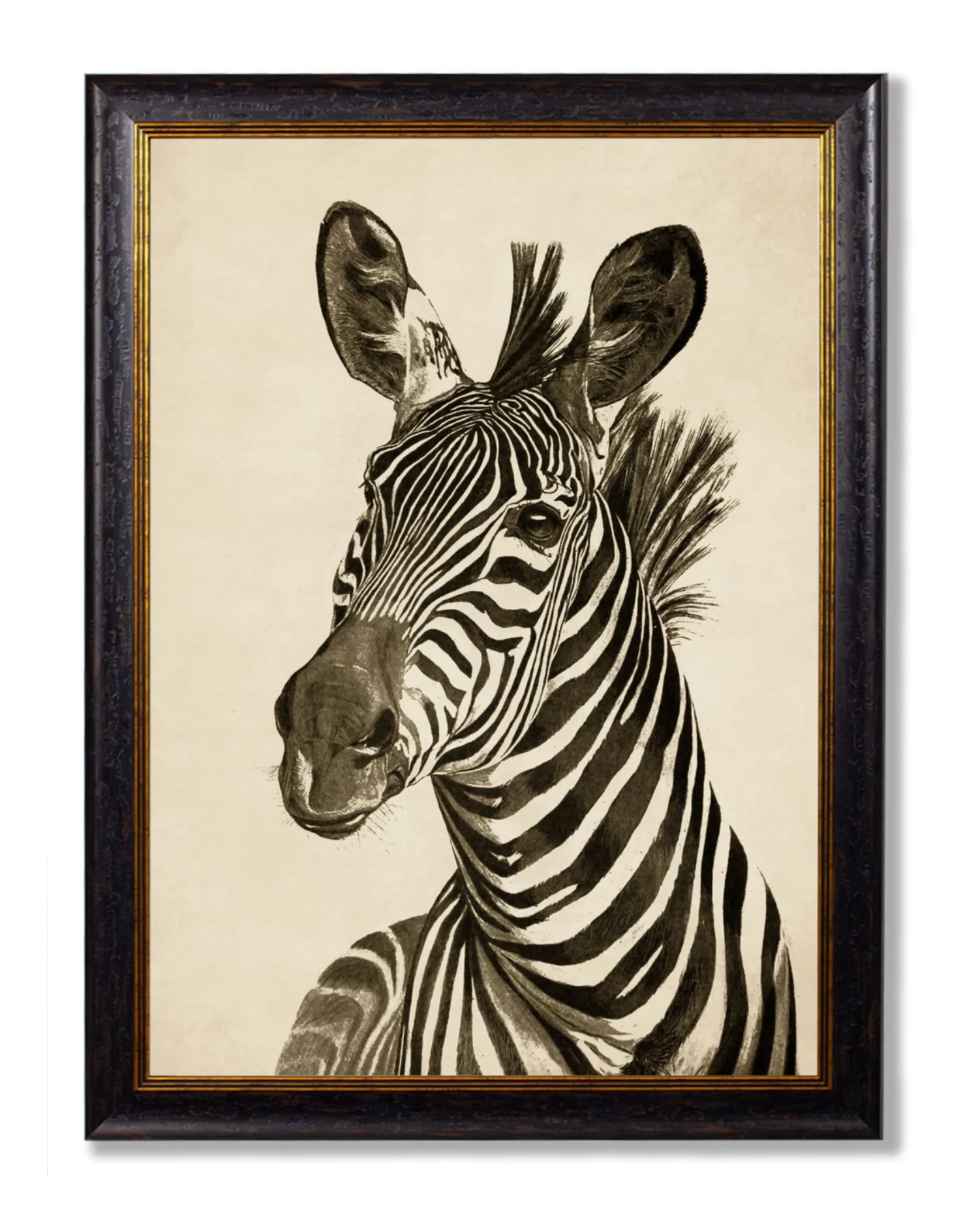 Vintage Framed Print, Zebra (Pair Of Two Prints) - Image 3